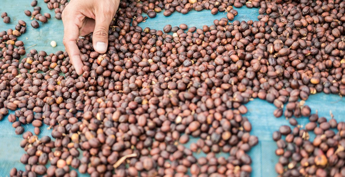 biji kopi asli Indonesia