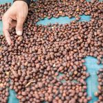 biji kopi asli Indonesia